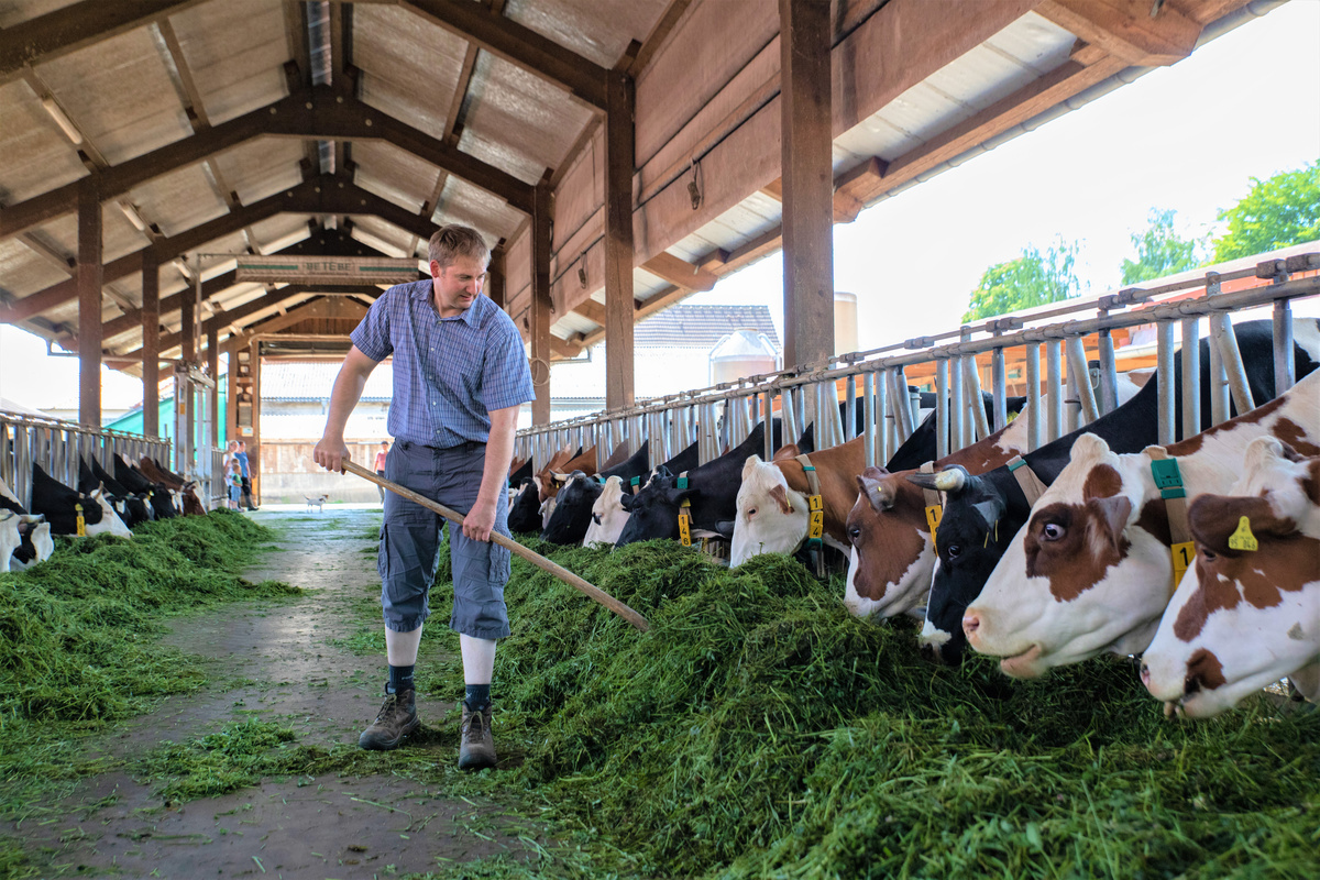 KI generiert: Das Bild zeigt eine Auswahl an Wurzelgemüsen, darunter lila Karotten, Pastinaken und eine Steckrübe, auf einem Holztisch arrangiert.
