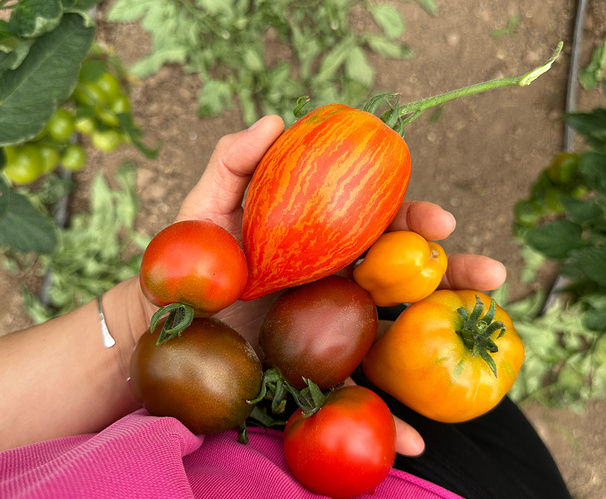 Gepackte Obst- und Gemüsekiste mit frischem Knoblauch mit Wackelaugen