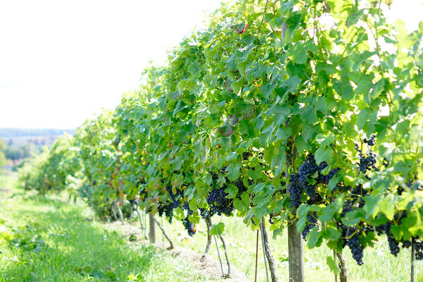 Traubensträucher
