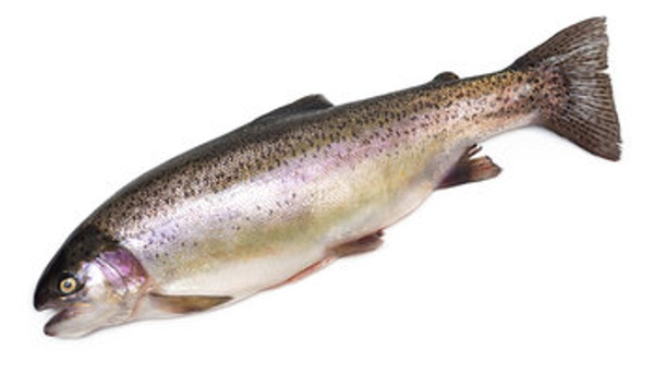 Produktfoto zu Lachsforelle frisch ca. 800g