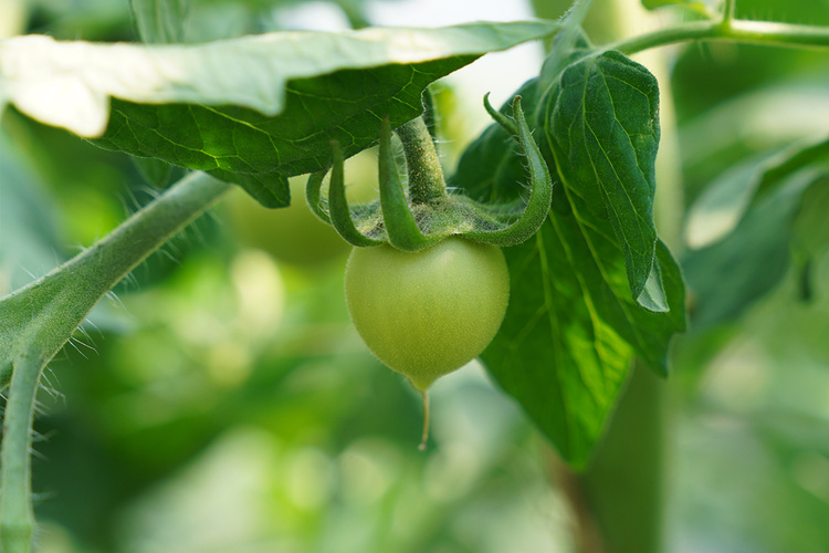 Tomatenpflanze