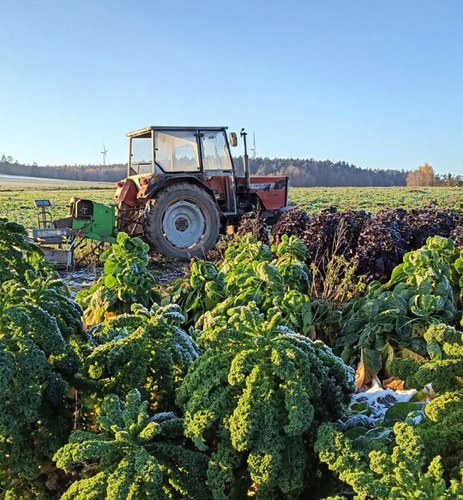 KI generiert: Ein Traktor steht auf einem Feld mit dichtem Grünkohl unter blauem Himmel.