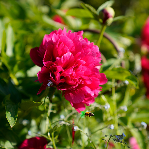 Eine Biene fliegt zu einer Pfingstrose