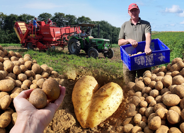 KI generiert: Zwei Personen stehen in einem Gewächshaus voller Pflanzen und halten eine Kiste mit frischem Gemüse. Der Fokus liegt auf der Präsentation der Ernte.