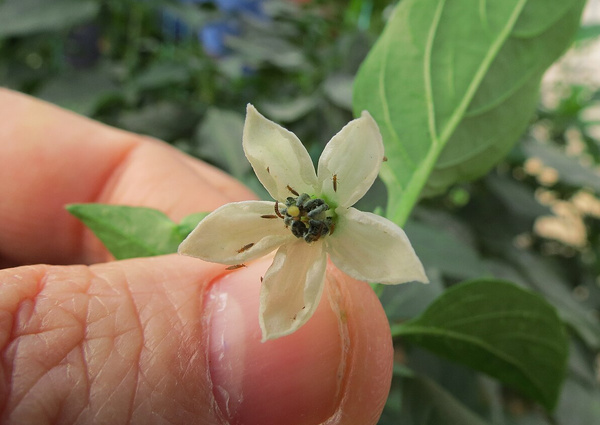Thrips on pepper flower.jpg (Copyright by  Metin GÜLEŞCİ)