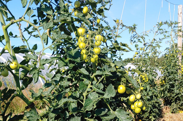 Tomatensträucher