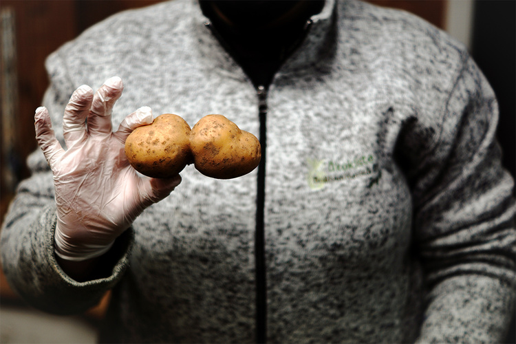 Zwei Kartoffeln in Herzform