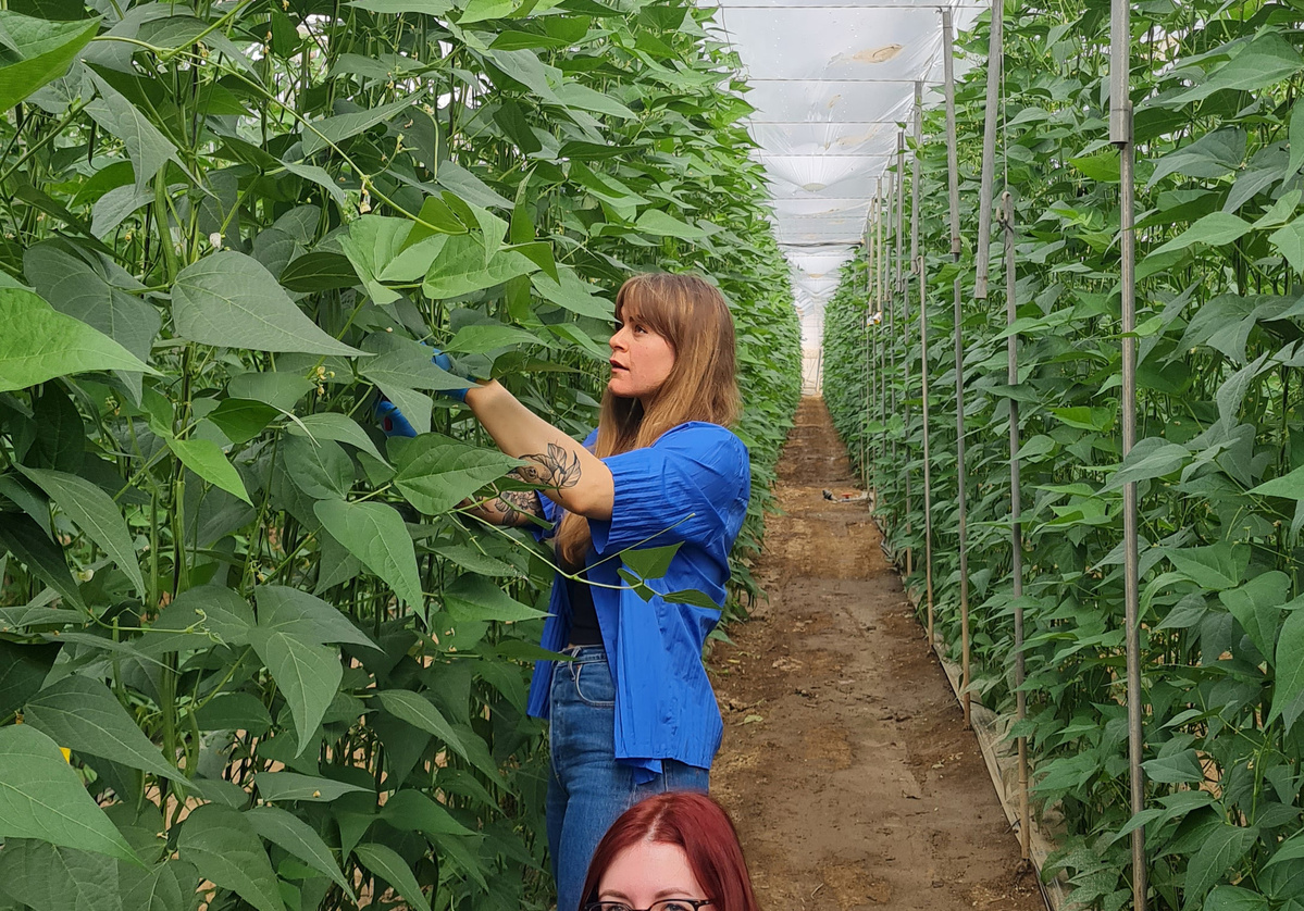 KI generiert: Das Bild zeigt eine Auswahl an Wurzelgemüsen, darunter lila Karotten, Pastinaken und eine Steckrübe, auf einem Holztisch arrangiert.