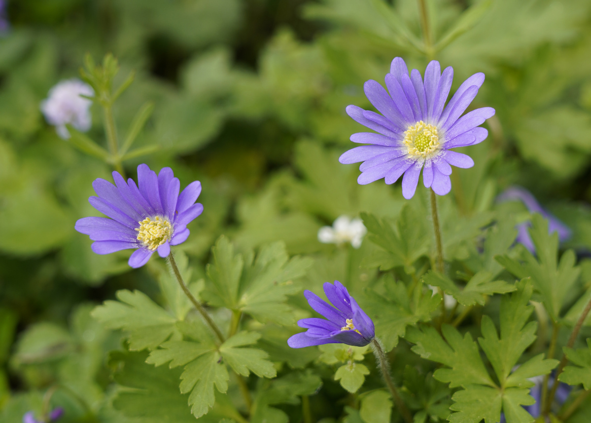 KI generiert: Das Bild zeigt eine Auswahl an Wurzelgemüsen, darunter lila Karotten, Pastinaken und eine Steckrübe, auf einem Holztisch arrangiert.