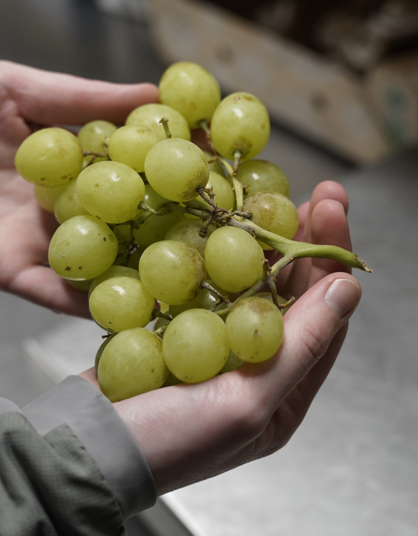 KI generiert: Das Bild zeigt eine stilisierte Illustration einer gelben Karotte mit grünem Blattwerk auf einem hellgrünen Hintergrund. Der Hauptinhalt ist die minimalistische Darstellung der Karotte.