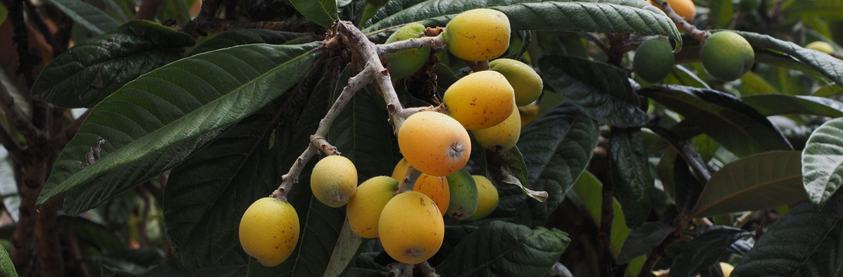 Warenkunde Obst und Gemüse in der ÖkokisteWarenkunde Obst und Gemüse in der Ökokiste