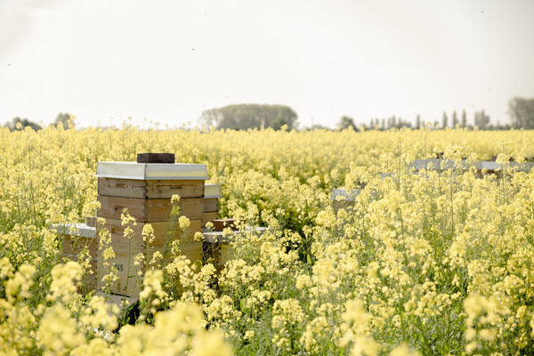 Bio Planete