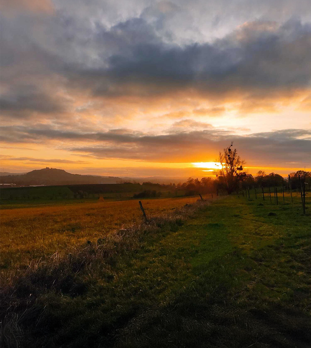KI generiert: Das Bild zeigt eine Auswahl an Wurzelgemüsen, darunter lila Karotten, Pastinaken und eine Steckrübe, auf einem Holztisch arrangiert.