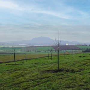 Baumpatenschaft: Streuobstwiese