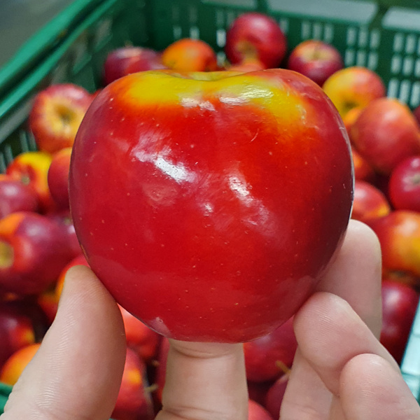 KI generiert: Das Bild zeigt eine stilisierte Illustration einer gelben Karotte mit grünem Blattwerk auf einem hellgrünen Hintergrund. Der Hauptinhalt ist die minimalistische Darstellung der Karotte.