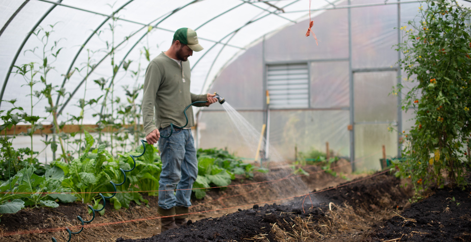 KI generiert: Ein Mann bewässert Pflanzen in einem Gewächshaus.