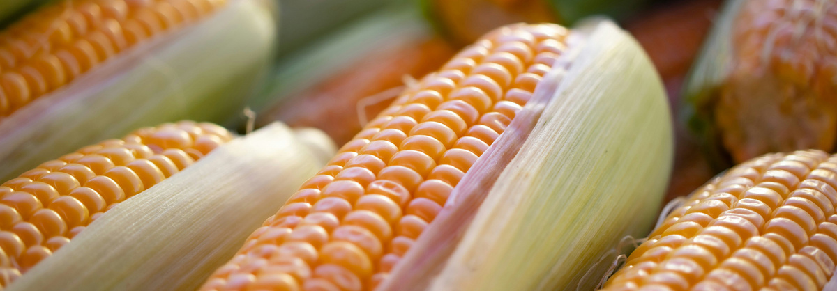 Warenkunde Obst und Gemüse in der Ökokiste
